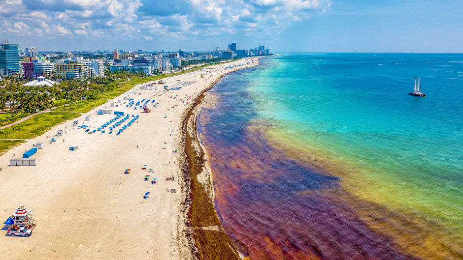 The Rising Tide: Floridian and Caribbean Beaches Swamped by Sargassum